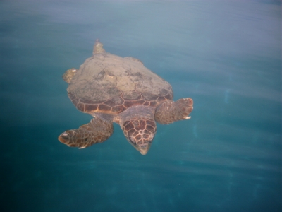 Caretta Caretta