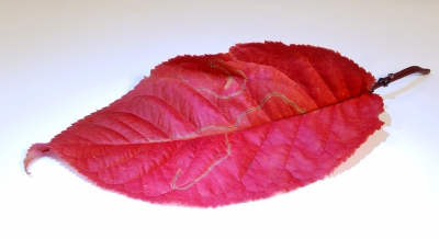ein rotes Herbstblatt