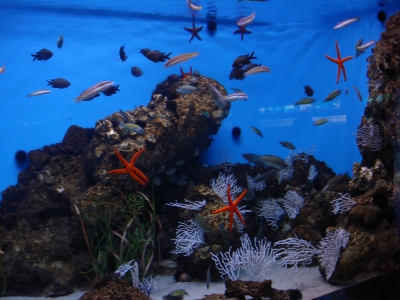 Seestern-Aquarium