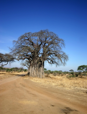 Riesiger Baobab