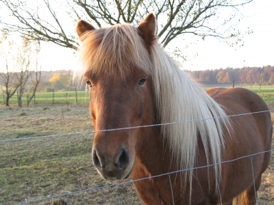 Haflinger