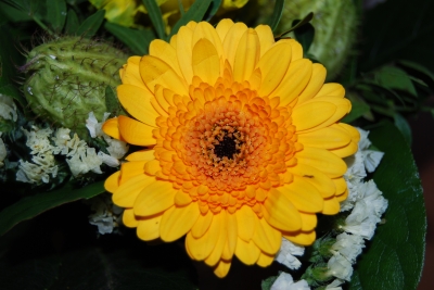 Gerbera