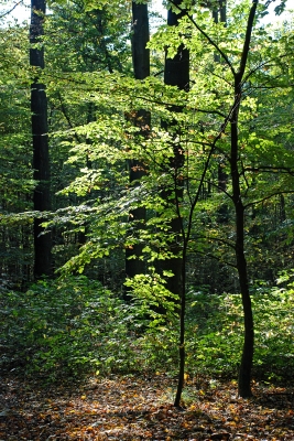 frühherbstlicher Wald