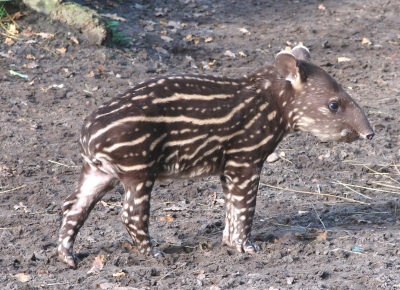 Tapirbaby