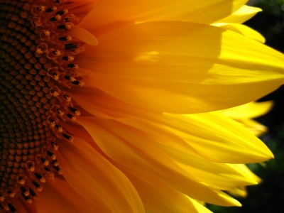 Sonnenblume 1