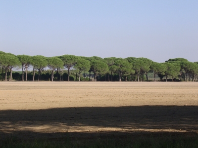 Pinien-Allee in der Toscana