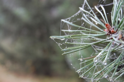 Tanne mit Spinnenwebe