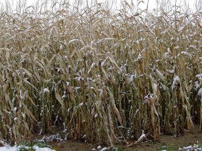Maisfeld im ersten Schnee