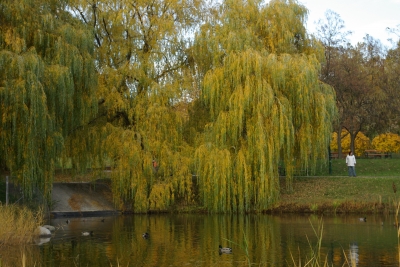 Trauerweide im Herbst