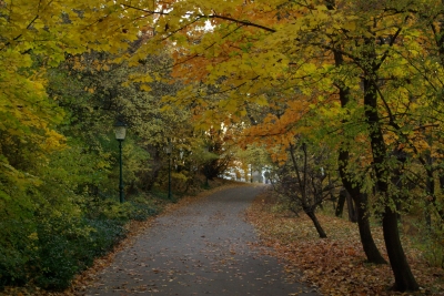 Weg im Wald