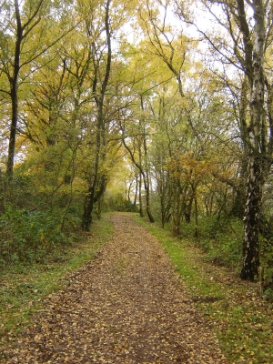 Waldweg