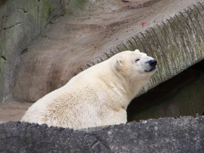 Eisbär