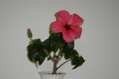 Hibiskus