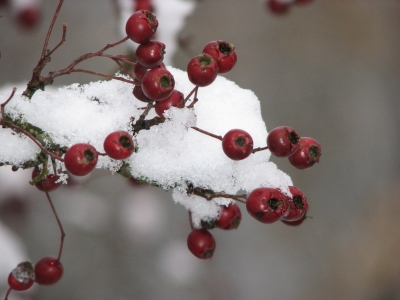 Beeren im Schnee