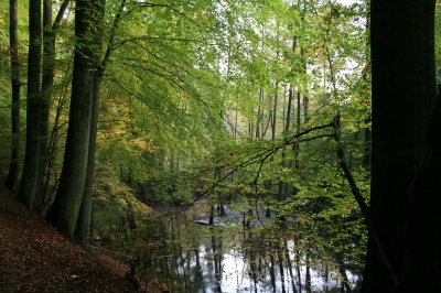 Tümpel im Herbstwald