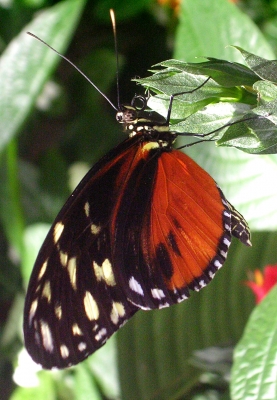 Schmetterling(shaus)