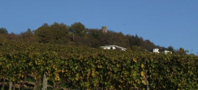 Weinberg in Unterfranken