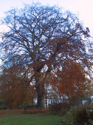 Baum am See
