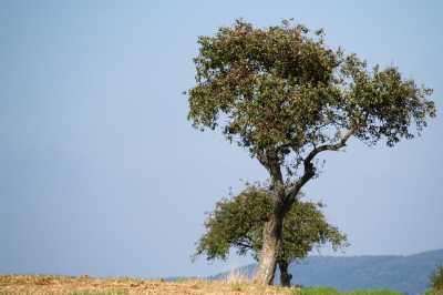 Alter Hochstamm Birnbaum