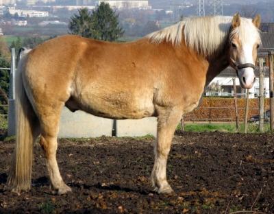 Haflinger