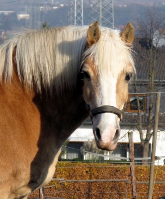 Haflinger