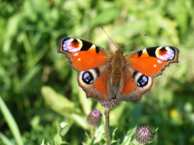 Schmetterling