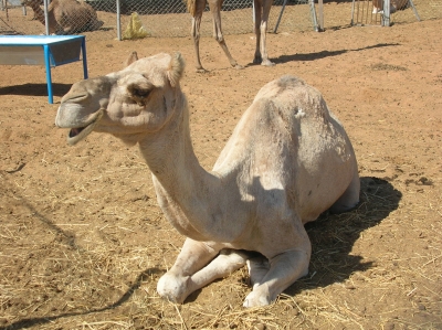 Kamel1