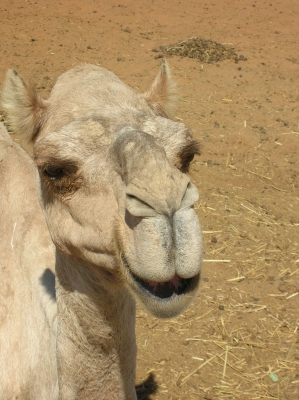 Kamel2