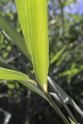 Bambus (6)