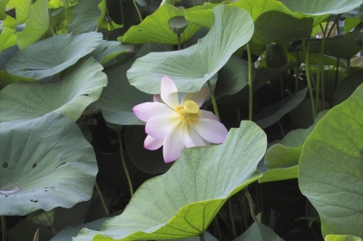 Lotus (2)