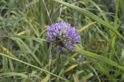 Biene auf Blume (1)