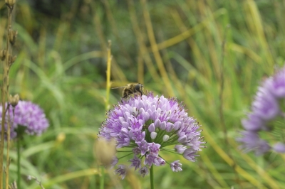 Biene auf Blume (2)
