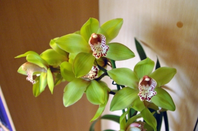 Orichdee Cymbidium Blüten