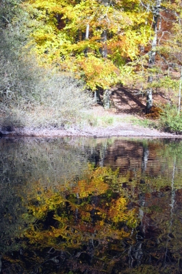 Herbst im Spiegel