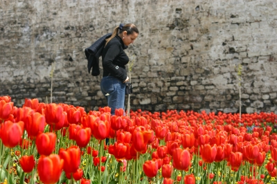 Frau im Tulpenmeer an der Altstadtmauer