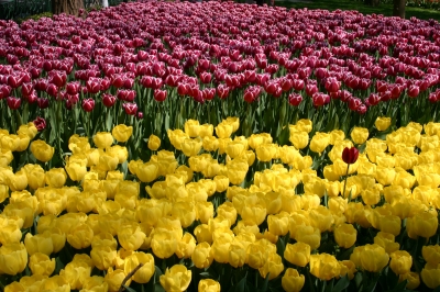 Kampf der Tulpen