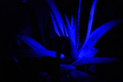 Aloe@night