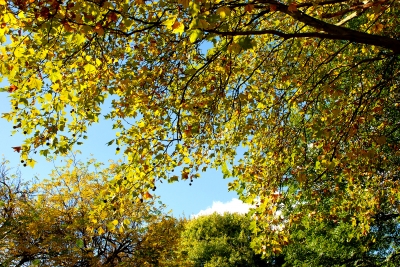 Hintergrund - Herbst