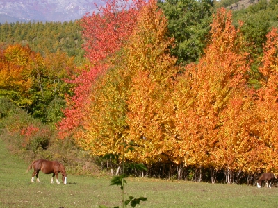 herbst