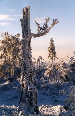 Winter im Thüringer Wald 5