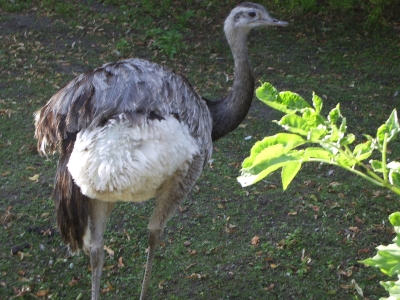 Emu