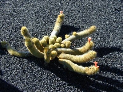 Kaktus 9