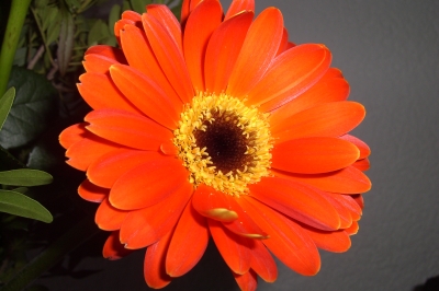 Gerbera