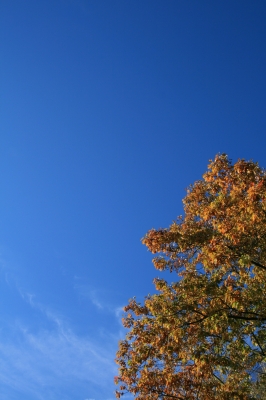 Herbstbaum_mit_Himmel
