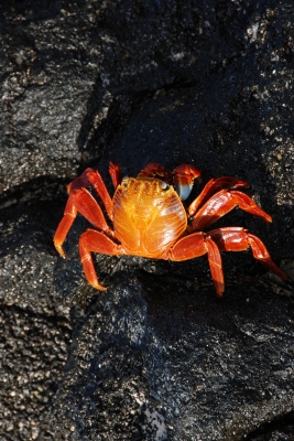 Rote Krabbe