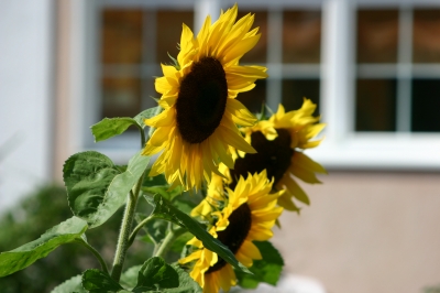 Sonnenblumen mit Fenster