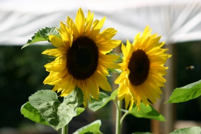 Sonnenblumen mit Hummeln