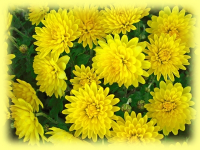 Herbstchrysanthemen