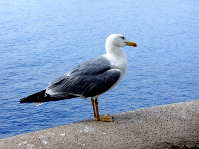 Wasservogel 2