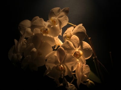 Orchideenmagie Phalaenopsis Nachtfalter